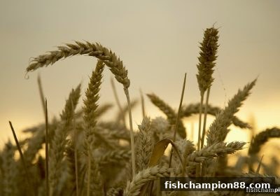 捕鱼王者带你深度拆解：平台损失补偿与签到福利的全链路玩法